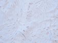 画像10: 【新品】5040【L】上質 カットワーク刺繍 後ろ切替シャツチュニック 白 綿100％ 大きなリーフ模様 大人スタイル
